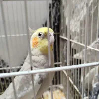 عروس هلندی نر سخنگو