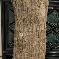 چوب عناب کنده عناب