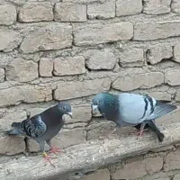 تعدادیسبزوپولکینسلدرستشهرستاندرگز