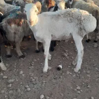 قوچ چینی