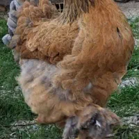 مرغ و خروس برهما