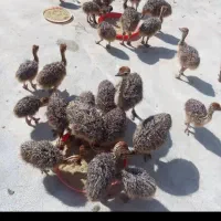 جوجه شترمرغ یک ماهه