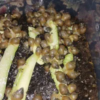 جوجه حلزون آچاتینا