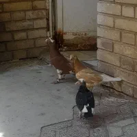 نروماده پلاکی با جوجه