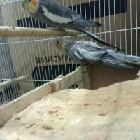 عروس هلندی