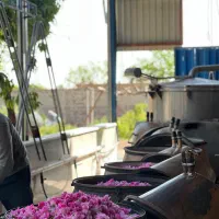 گلاب دوآتیشه کاشان