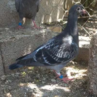 کبوتر جوجه مسافتی.سبز کاکلی ماده