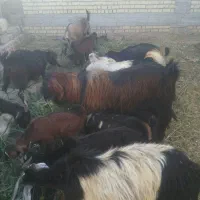 بز کهره پازن