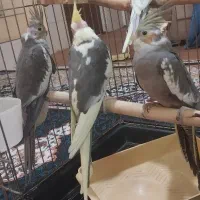جوجه عروس هلندی