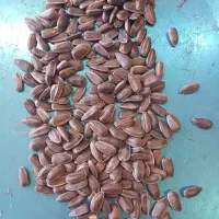 بذر افتابگردان روغنی اسکار نسل اول