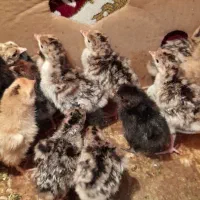 جوجه مرغ و بوقلمون برنز
