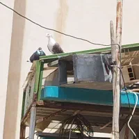 کفتر