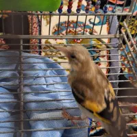 سهره