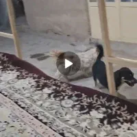 سگ پاپی و سوسیسی