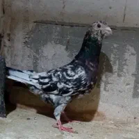 سار سرور هفت رنگ