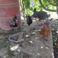 مرغ و خروس