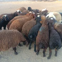 گوسفند بره نر