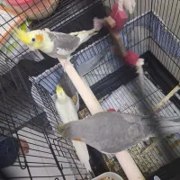 جوجه عروس هلندی