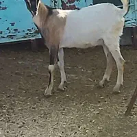 دو عدد کهره نر