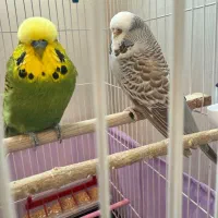 یک جفت مرغ عشق انگلیسی
