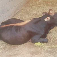 گاونر قیمت ۱۳۵۰۰۰۰۰۰