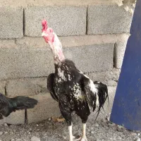 خروس جاوا اصیل