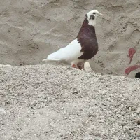 کبوتر طوق سرخ نر مس