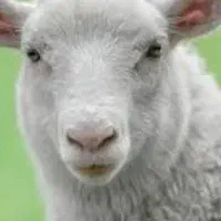 قصاب در هرجا گرگان باشه میام
