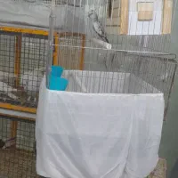 عروس هلندی گمشده