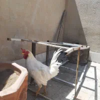 یک خروس