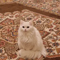 گربه پرشین بریتیش ماده