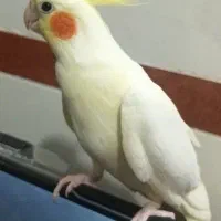 عروس هلندی
