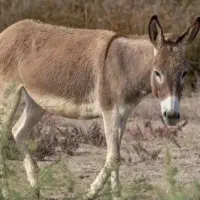 نر‌خر‌فروشی