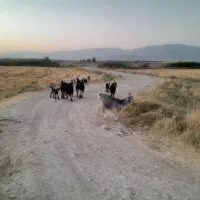 فروش ۳۴ راس بز ترکی کهره دار