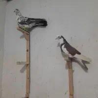 چهارتا حیون قلدور