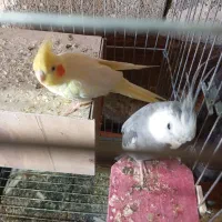 جف عروس مولد