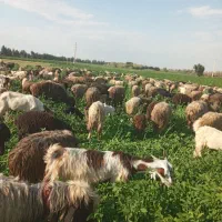 میش بره شیشک