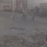 واگذاری سگ