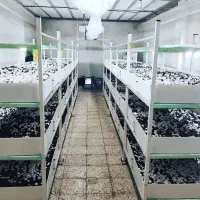 پرورش قارچ یک شغل با کم ترین امکانات