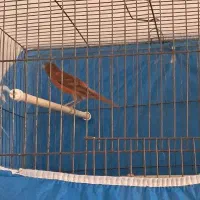 قناری نر وماده