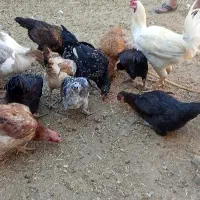 مرغ
