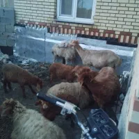 4عدد گوسفند بره دار جوان