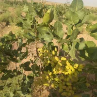 فروش باغ پسته یک هکتار (فاصله یک ساعته تهران)