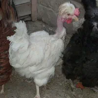 مرغ گردن لخت