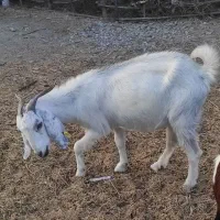 فروش گوسفند