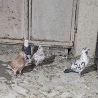 کبوتر