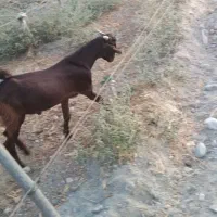 بز پاکستانی