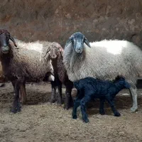 میش بره دار . دوقلو|حیوانات مزرعه|مشهد, وکیل‌آباد|دیوار