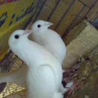 سفید پلاکی المانی