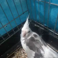 عروس هلندی نرو ماده